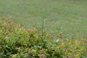 A vibrant green grass field, partially covered in dew drops, stretches towards a blurred background under soft morning light, creating a refreshing natural scene.