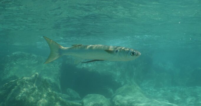 Mugil cephalus Flathead grey mullet dubar underwater fish with a remora pilot fish on the back