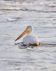 American white pelican floating peacefully on calm water