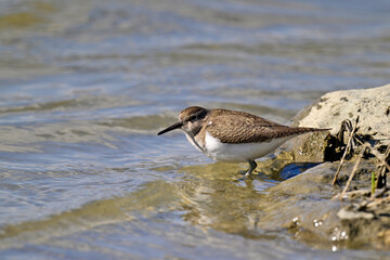 Flussuferläufer // Common sandpiper (Actitis hypoleucos)