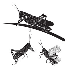 Set of 3 Grasshopper Silhouettes as a Jumping Insect Icon Set