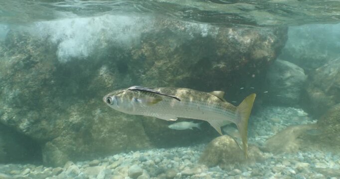 Mugil cephalus Flathead grey mullet dubar underwater fish with a remora pilot fish on the back