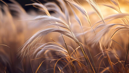 Golden hour sunlight illuminates delicate pampas grass plumes