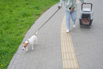 Owner walks Jack Russell Terrier and carries cage for safe travel.