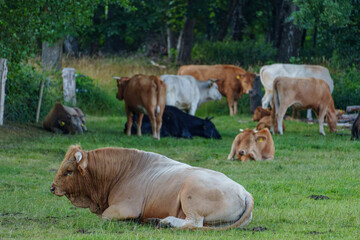spätsommer im Münsterland