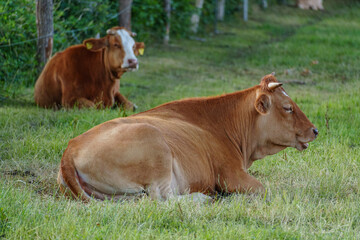 Fototapeta premium spätsommer im Münsterland