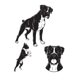 Set of 3 Boxer Silhouettes as a Playful Dog Breed Vector Set