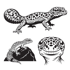 Set of 3 Flying Lizard Silhouettes as a Gliding Reptile Icon Set