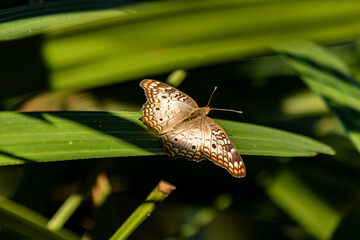 Borboleta branca pousada sobre folha verde ao sol