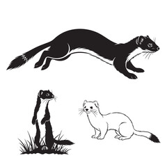 Set of 3 Stoat Silhouettes as a Weasel and Ermine Vector Set
