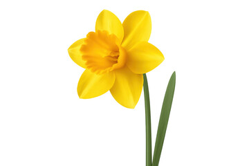 Single yellow daffodil with transparent background is standing up