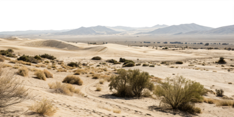 desert landscape with sand dunes and shrubs, cutout, PNG transparent background