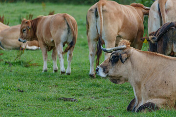 Fototapeta premium spätsommer im Münsterland