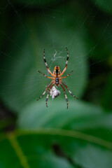 Araña en su telaraña comiendo otro insecto toma macro