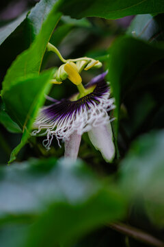Flor de pasiflora hermosa