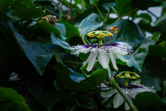 Flor de pasiflora hermosa con abeja polinizando