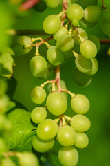 spätsommer im Münsterland