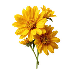 Fototapeta premium Bright yellow wildflowers in full bloom showcasing vibrant petals and delicate details against a white background