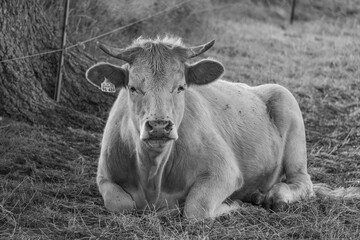spätsommer im Münsterland