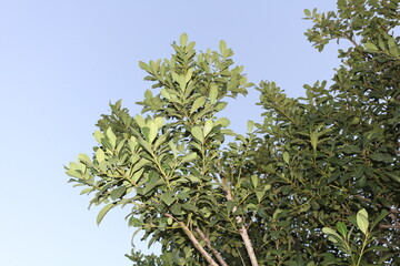 Ilex paraguariensis