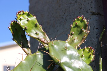 Broto de Cactus