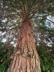 Lawson or lawsoniana cypress or chamaecyparis lawsoniana, coniferous family in England in July....