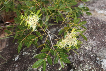 Copaifera langsdorffii - Copa&iacute;ba
