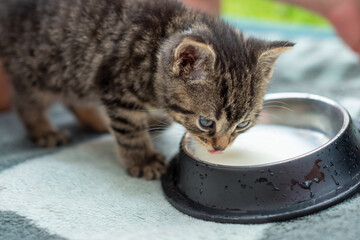 Kitten is drinking milk from a bowl. The bowl is black and silver. The kitten is small and cute