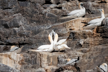 Courting Gannets In A Colony In Norway (Morus Bassanus)