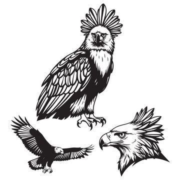 Set of 3 Philippine Eagle Silhouettes as a Raptor Icon Set