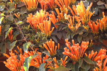 Cip&oacute; S&atilde;o Jo&atilde;o