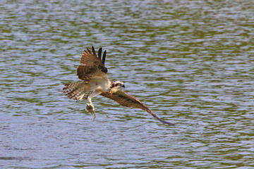 Osprey in flight with prey in talons against blue background. 