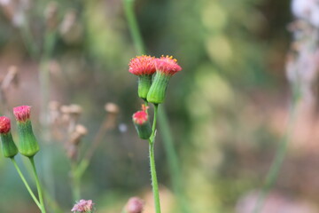 Emilia fosbergii - Pincel de Estudante
