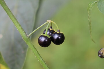Solanum americanum