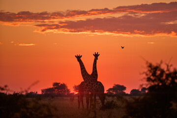 Two giraffes (Giraffa camelopardalis) stand against a vivid orange sunrise in the Central Kalahari region, Botswana. Ideal for: emotional wildlife scenes, African landscapes, tranquil safari moment.