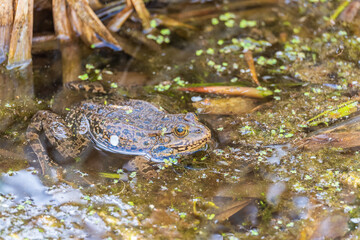 A large green frog sits in the marsh.