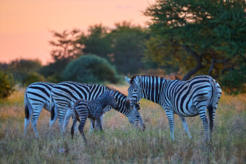 Family of plains zebras (Equus quagga) in golden sunset light, including a newborn foal, Nxai Pan National Park, Botswana. Ideal for: wildlife conservation, African safari themes, animals in sunset.