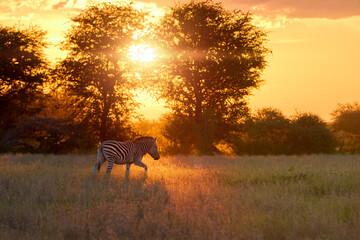 Lone plains zebra (Equus quagga) walks through golden-lit grassland at sunrise in Nxai Pan National Park, Botswana. Ideal for: minimalist wildlife scenes, African nature mood, and sunrise themes.