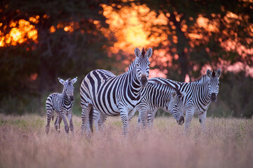 Family of plains zebras (Equus quagga) in golden sunset light, including a newborn foal, Nxai Pan National Park, Botswana. Ideal for: wildlife conservation, African safari themes, animals in sunset.