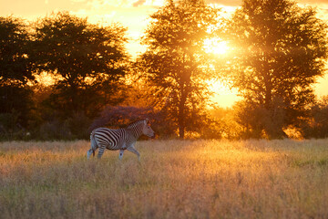Lone plains zebra (Equus quagga) walks through golden-lit grassland at sunrise in Nxai Pan National Park, Botswana. Ideal for: minimalist wildlife scenes, African nature mood, and sunrise themes.