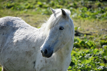 Obraz premium Stunning Close Up of a White Eriskay Horse