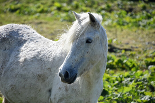 Stunning Close Up of a White Eriskay Horse
