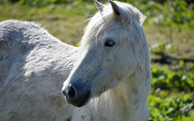 Fototapeta premium Wild White Eriskay Pony in the Outer Hebrides