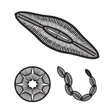 Set of 3 Diatom Silhouettes as a Geometric Algae Vector Icon Set
