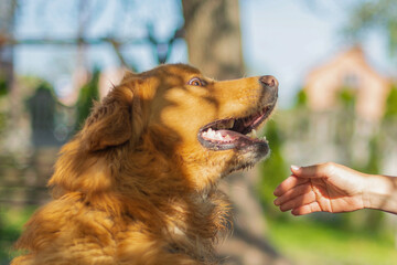 A woman hand petting golden fur dog. Friendship between human and dog