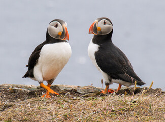 Two Puffins
