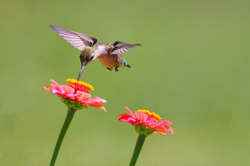 Ruby throated hummingbird infight around colorful flowers. 