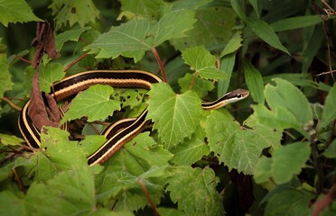 Colorful basking Northern Ribbon Snake 