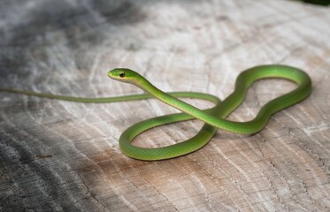 Portrait of a young Rough Green snake 