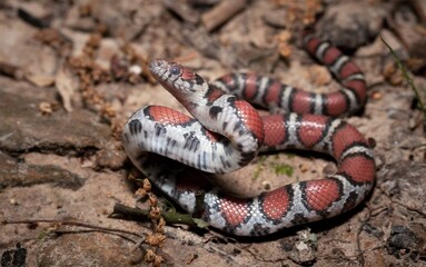 Macro portrait of an in-shed Red Milk snake 